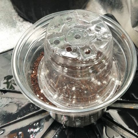 Justine growlog timeline photo