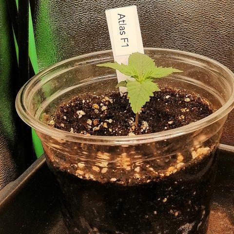 Ankhiale growlog timeline photo