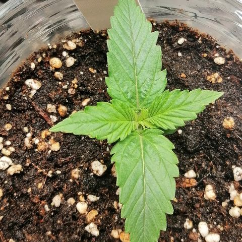 Ankhiale growlog timeline photo