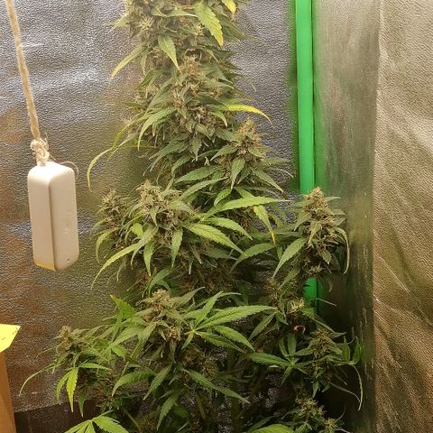 Ute growlog timeline photo