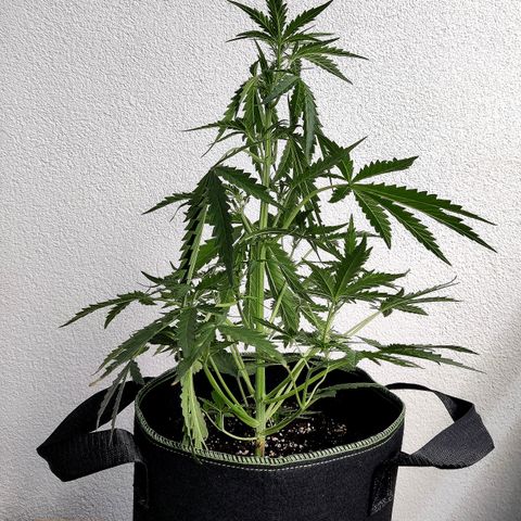 Sagata growlog timeline photo