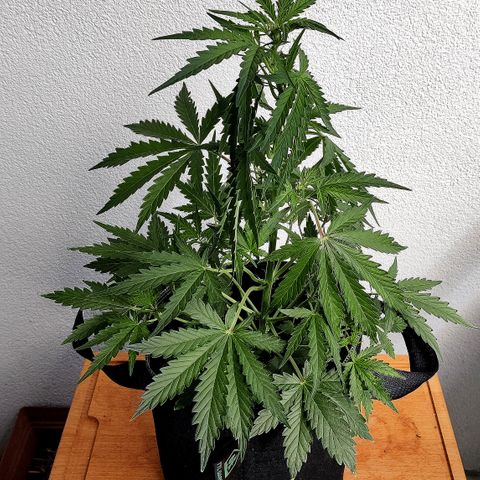 Sagata growlog timeline photo