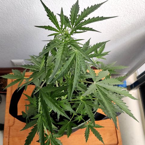 Sagata growlog timeline photo