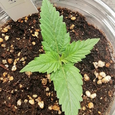 Ankhiale growlog timeline photo
