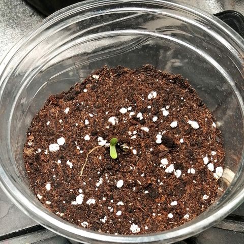 Justine growlog timeline photo