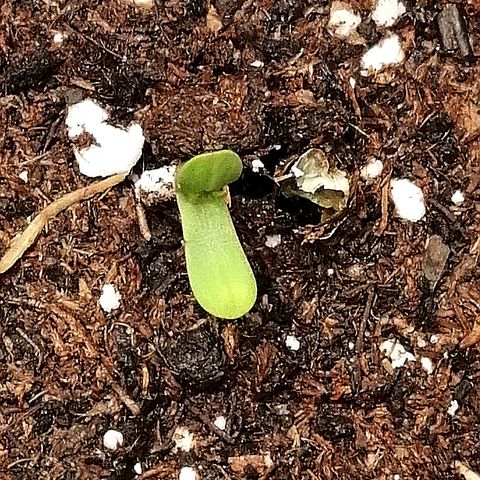 Justine growlog timeline photo
