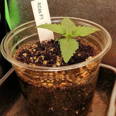 Ankhiale growlog timeline photo