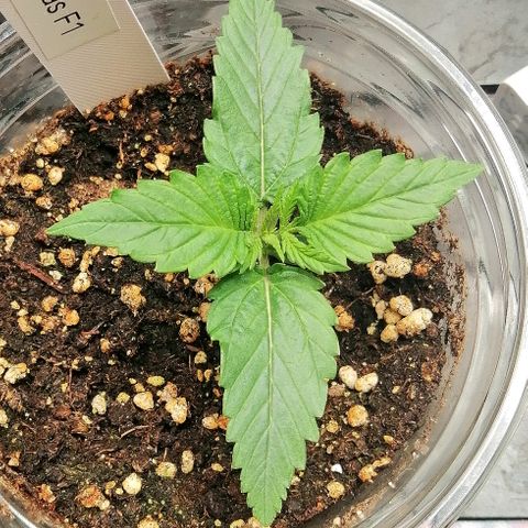 Ankhiale growlog timeline photo