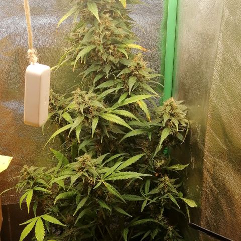 Ute growlog timeline photo