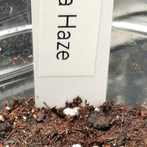 Justine growlog timeline photo