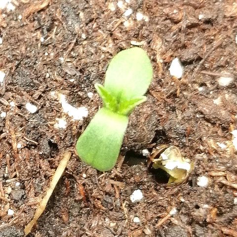Justine growlog timeline photo