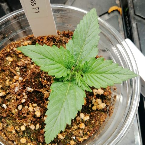 Ankhiale growlog timeline photo