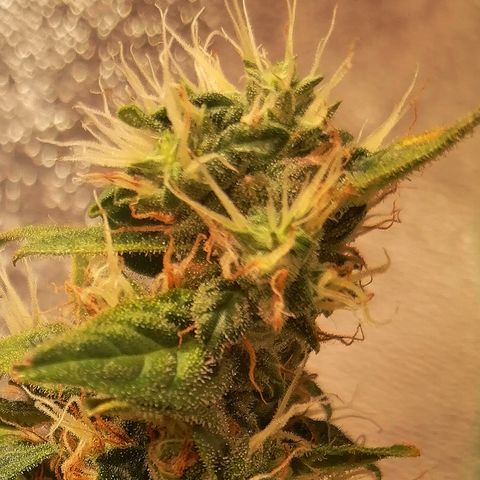 Ute growlog timeline photo