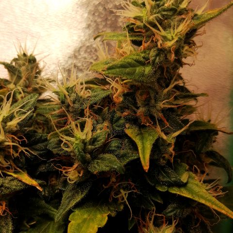 Ute growlog timeline photo