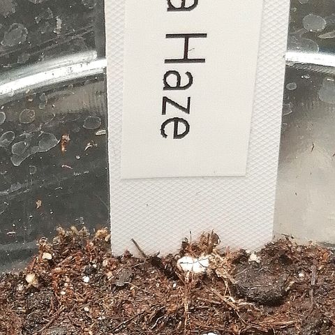 Justine growlog timeline photo