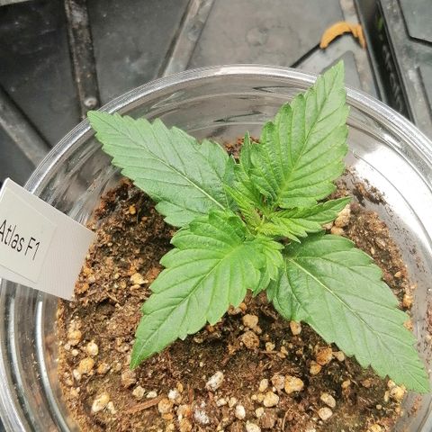 Ankhiale growlog timeline photo