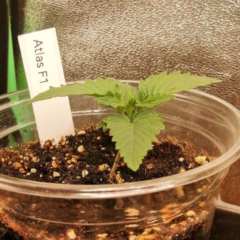 Ankhiale growlog timeline photo