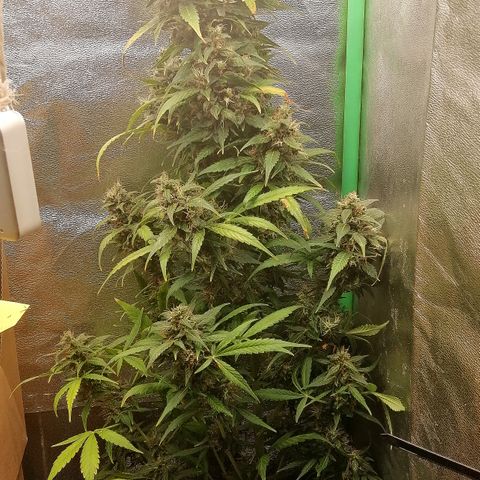 Ute growlog timeline photo