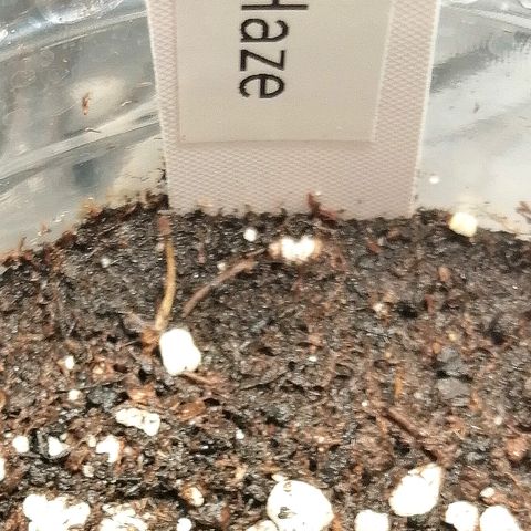 Justine growlog timeline photo