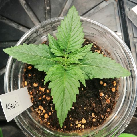 Ankhiale growlog timeline photo