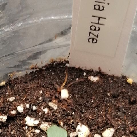 Justine growlog timeline photo