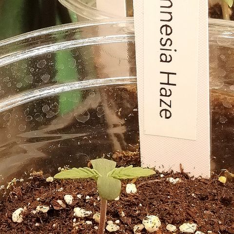 Justine growlog timeline photo