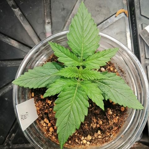 Ankhiale growlog timeline photo