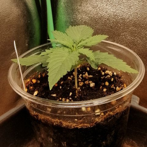 Ankhiale growlog timeline photo
