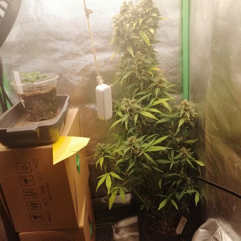 Ute growlog timeline photo