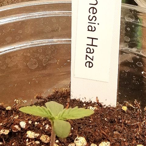 Justine growlog timeline photo