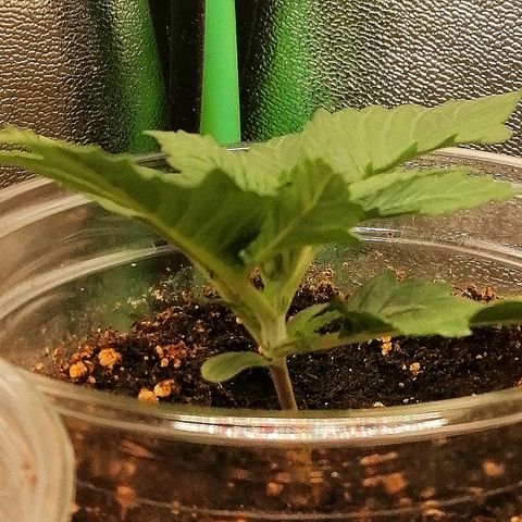 Ankhiale growlog timeline photo