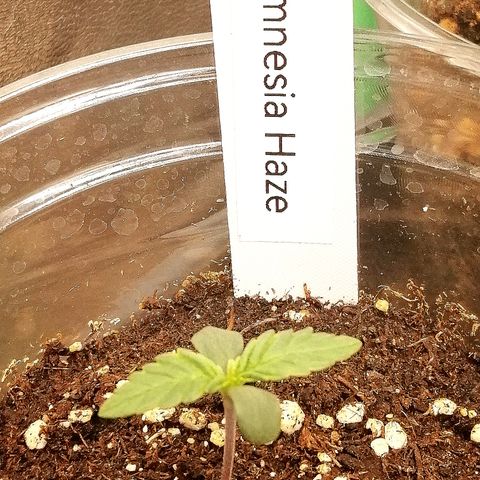 Justine growlog timeline photo