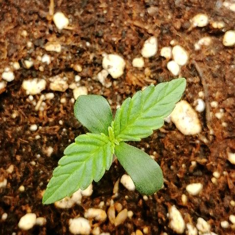 Justine growlog timeline photo