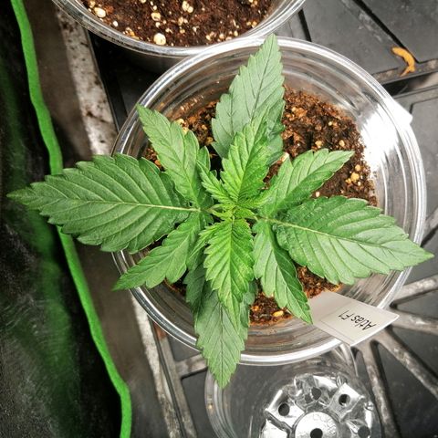 Ankhiale growlog timeline photo
