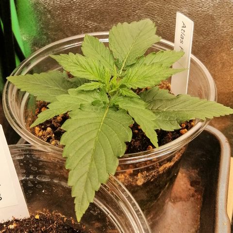 Ankhiale growlog timeline photo