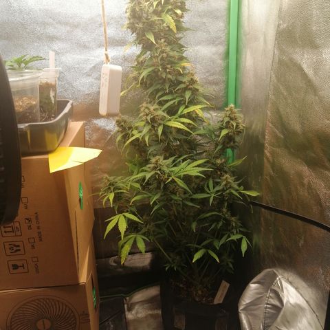 Ute growlog timeline photo