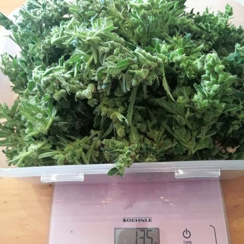 Waltraud growlog timeline photo