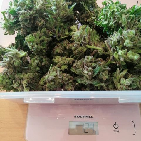 Jule growlog timeline photo