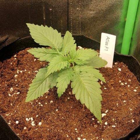 Ankhiale growlog timeline photo