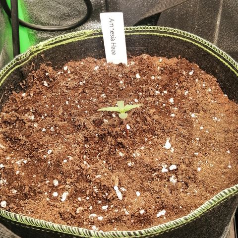 Justine growlog timeline photo
