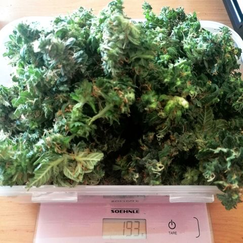 Ute growlog timeline photo