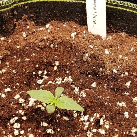 Justine growlog timeline photo