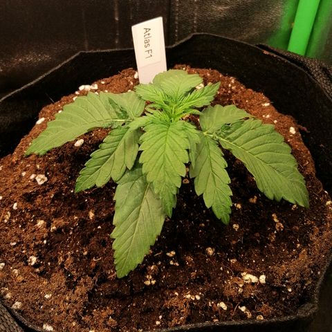 Ankhiale growlog timeline photo