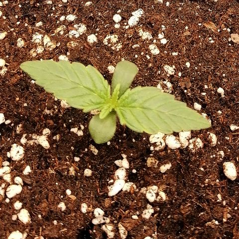 Justine growlog timeline photo
