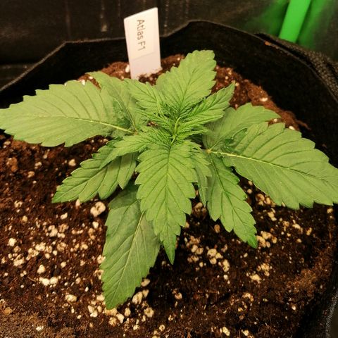 Ankhiale growlog timeline photo