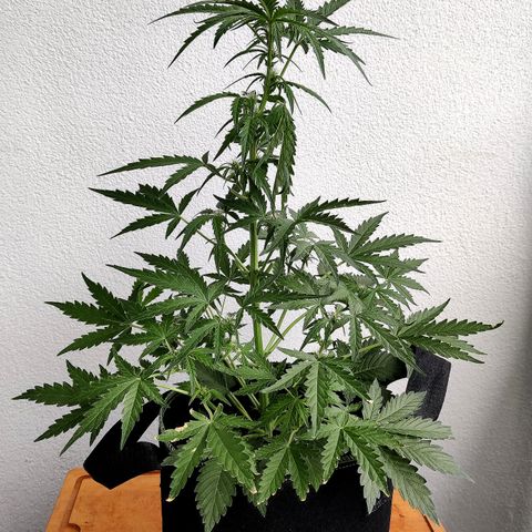 Sagata growlog timeline photo