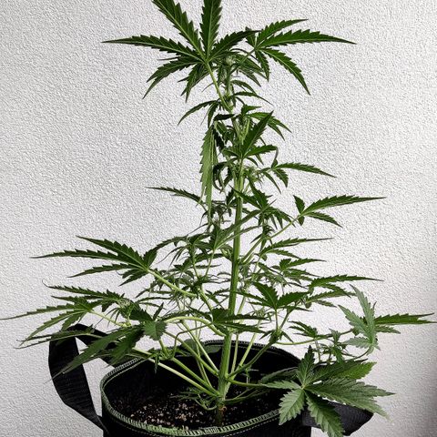 Sagata growlog timeline photo