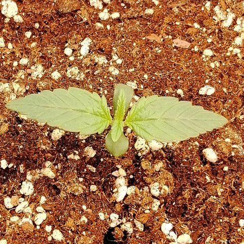 Justine growlog timeline photo