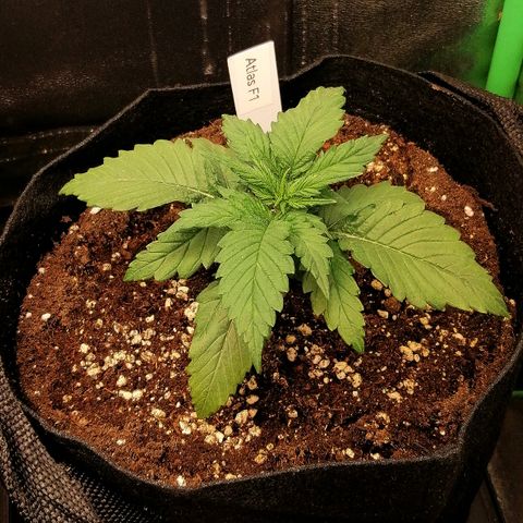 Ankhiale growlog timeline photo