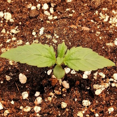 Justine growlog timeline photo